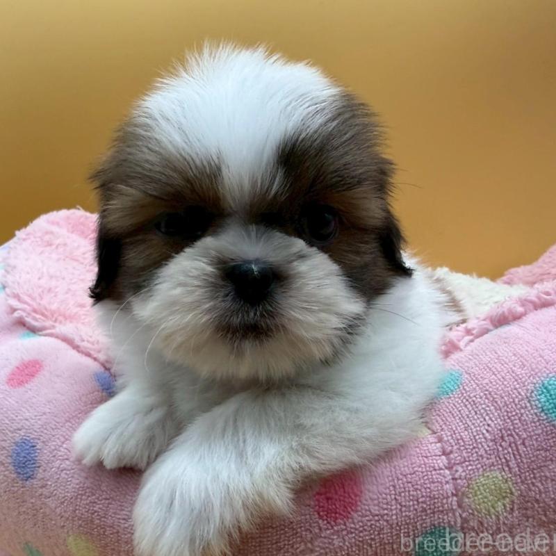 販売中の東京都のシーズー-445280の3枚目