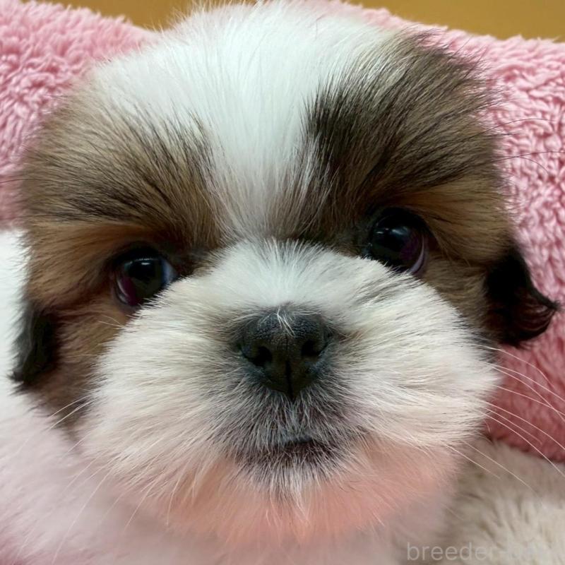 販売中の東京都のシーズー-445280