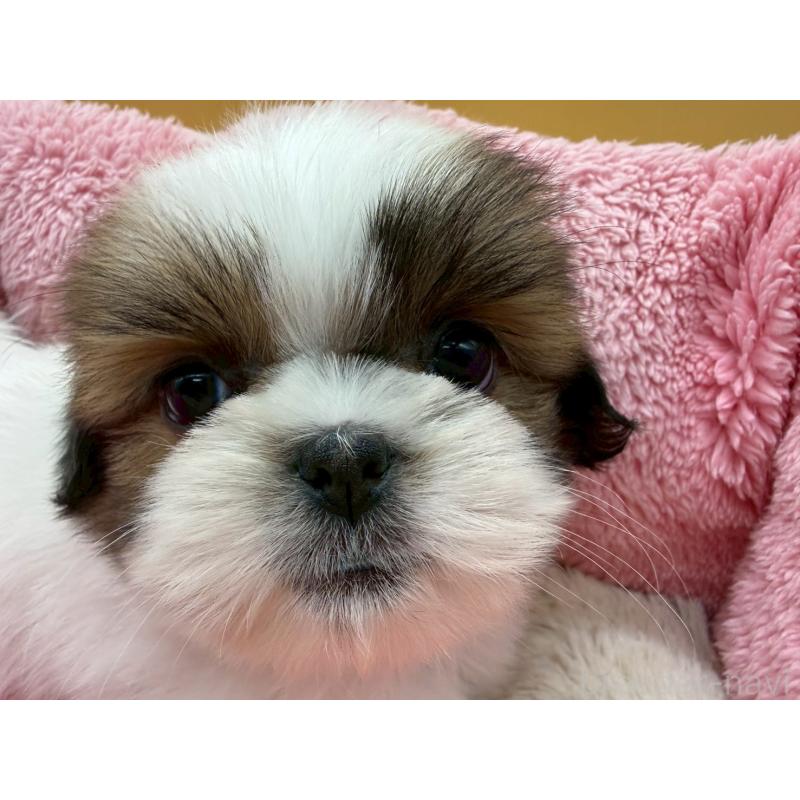 販売中の東京都のシーズー-445280の2枚目