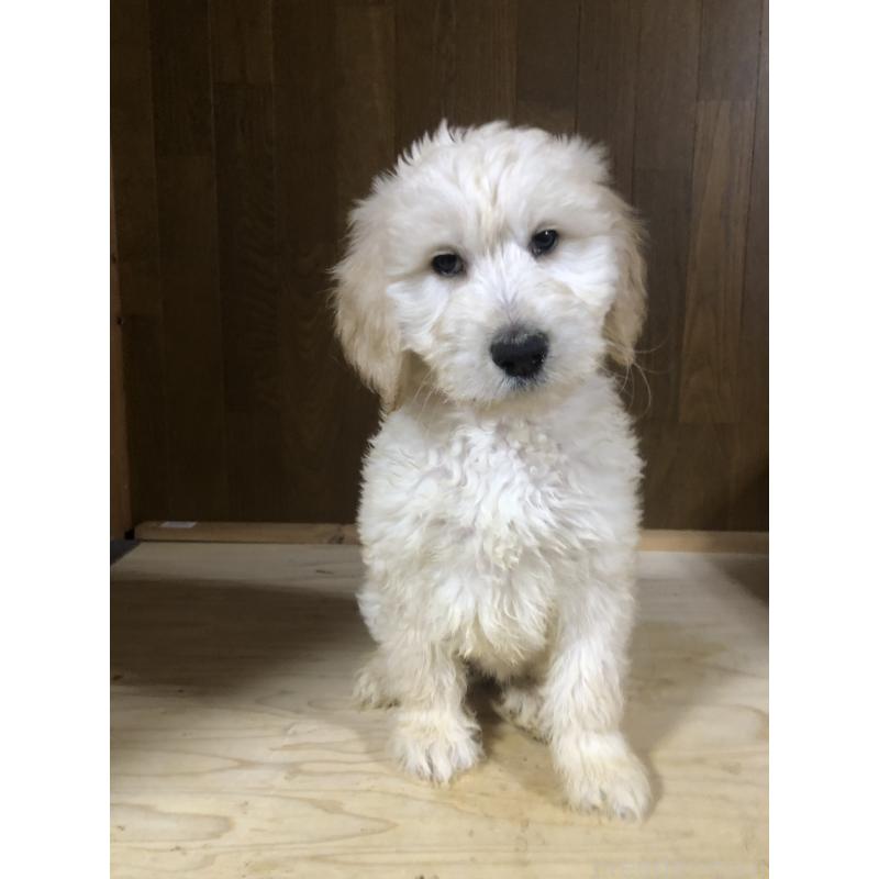 販売中の兵庫県のゴールデンドゥードル:ゴールデンレトリーバー×プードル-444205