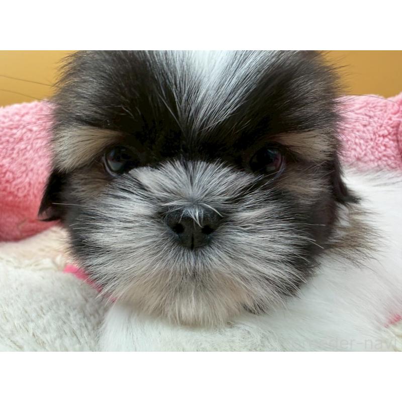 販売中の東京都のシーズー-445282の5枚目