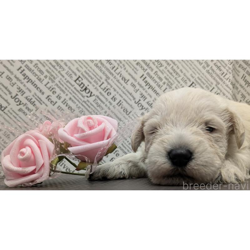 販売中の茨城県のミニチュアシュナウザー-445283の6枚目