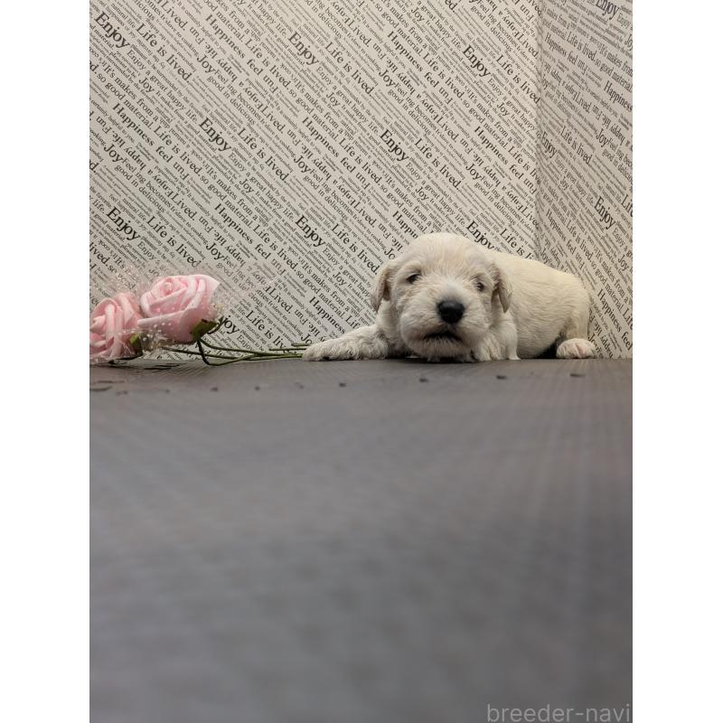 販売中の茨城県のミニチュアシュナウザー-445283の5枚目