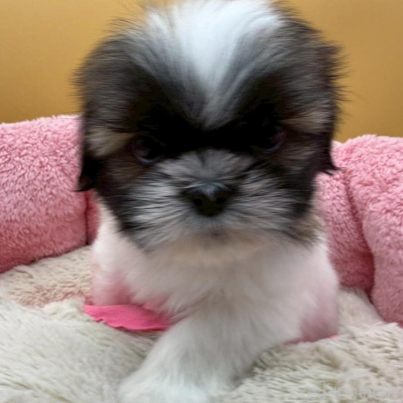 販売中の東京都のシーズー-445282の3枚目