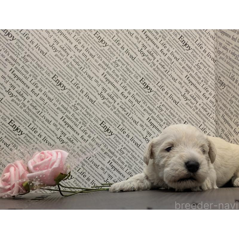 販売中の茨城県のミニチュアシュナウザー-445283の4枚目