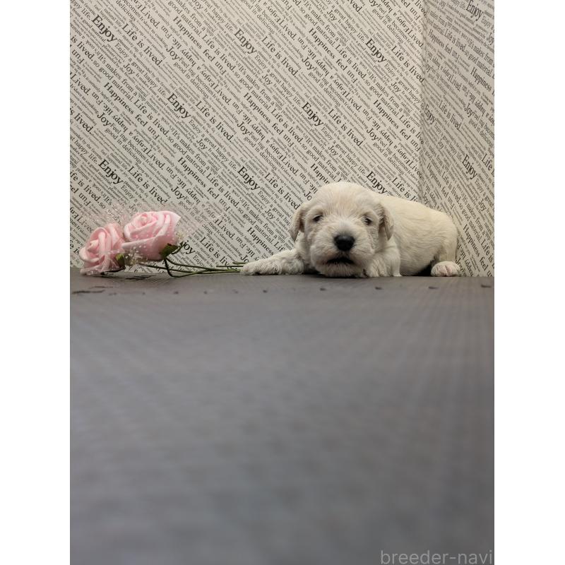 販売中の茨城県のミニチュアシュナウザー-445283の3枚目