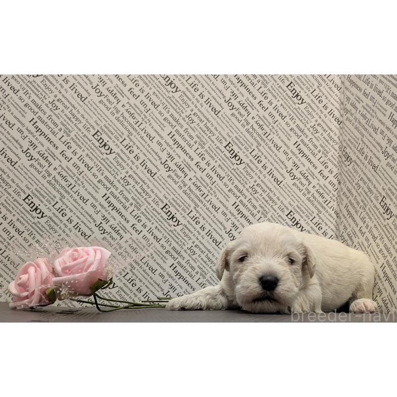 販売中の茨城県のミニチュアシュナウザー-445283の2枚目