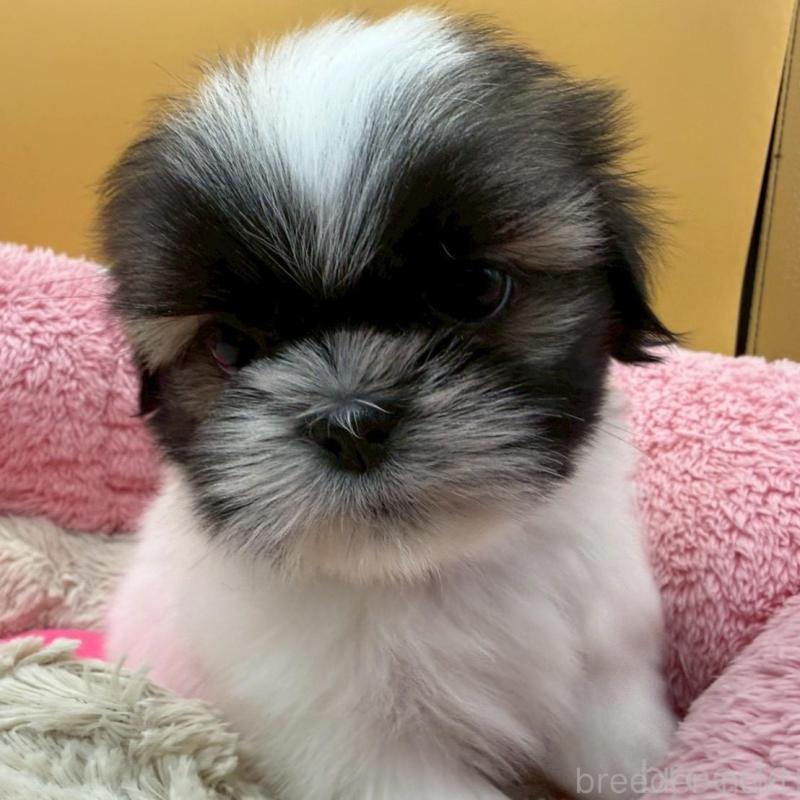 販売中の東京都のシーズー-445282の2枚目