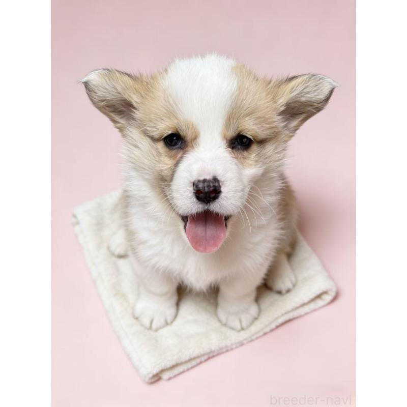 販売中の茨城県のウェルシュコーギーペンブローク-442551