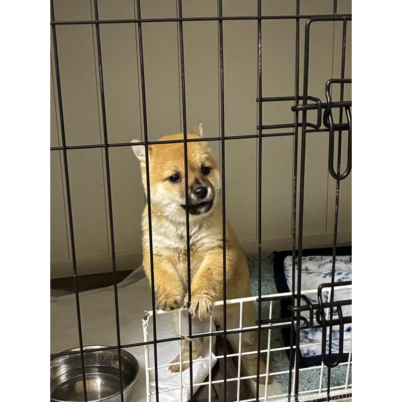 販売中の熊本県の豆柴-445286の2枚目