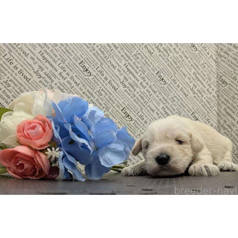 販売中の茨城県のミニチュアシュナウザー-445284の5枚目