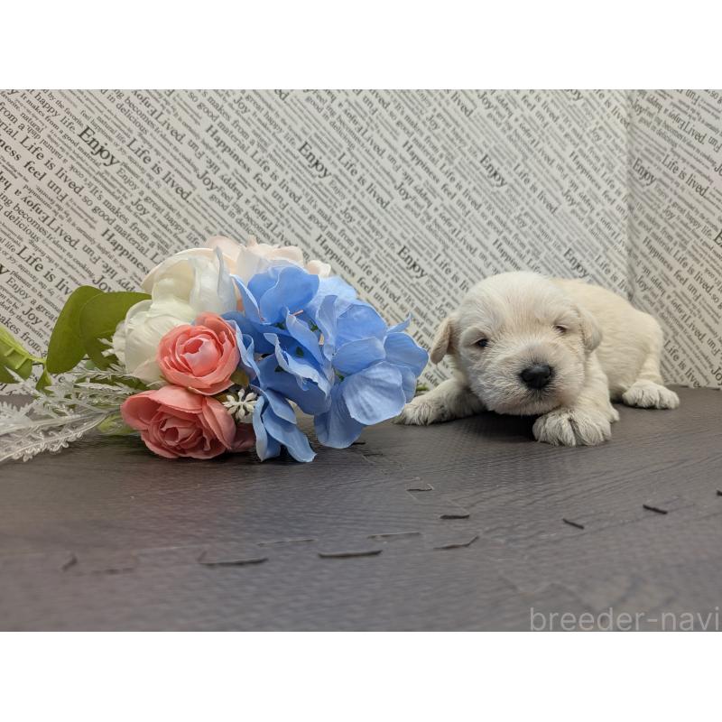 販売中の茨城県のミニチュアシュナウザー-445284の4枚目