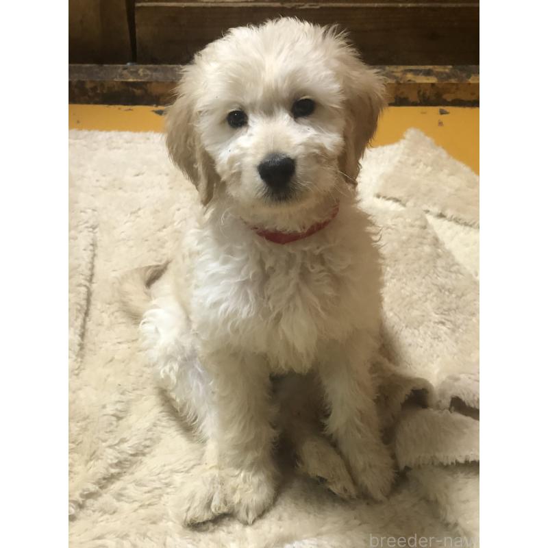 販売中の兵庫県のゴールデンドゥードル:ゴールデンレトリーバー×プードル-444209