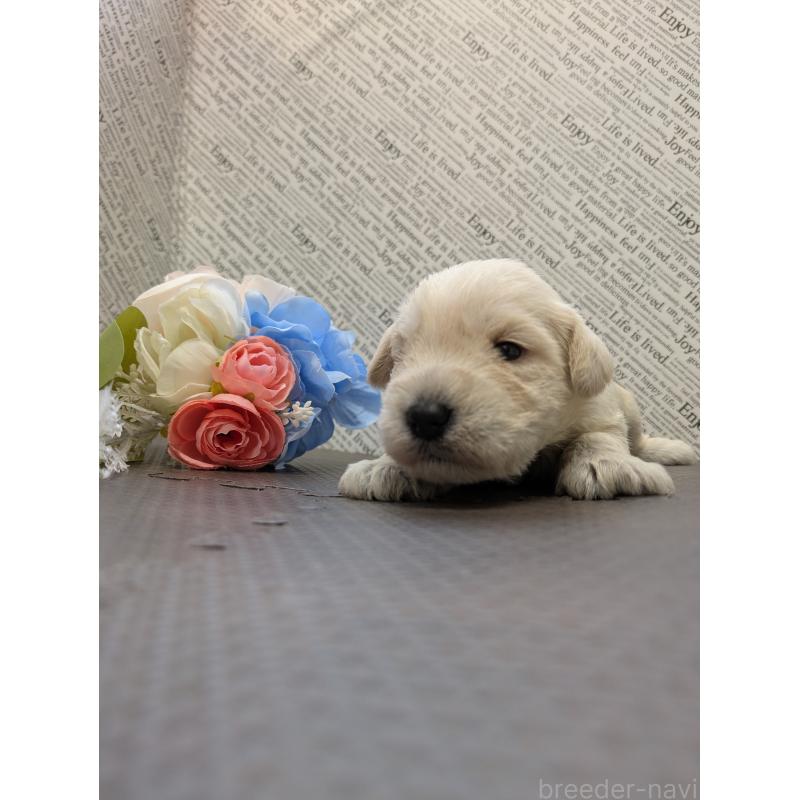 販売中の茨城県のミニチュアシュナウザー-445284の3枚目