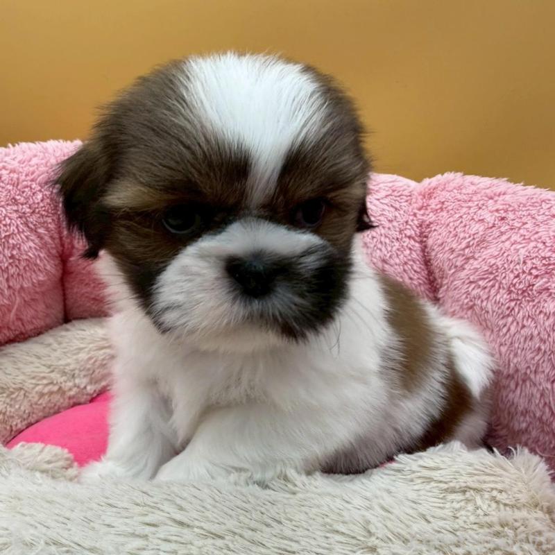 販売中の東京都のシーズー-445285の4枚目