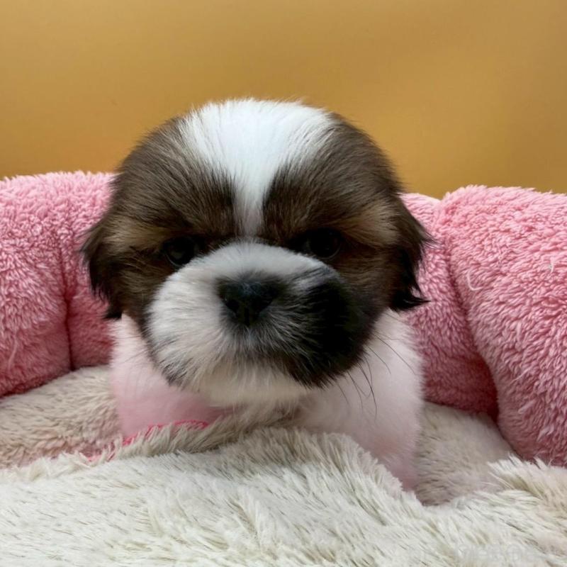 販売中の東京都のシーズー-445285の3枚目