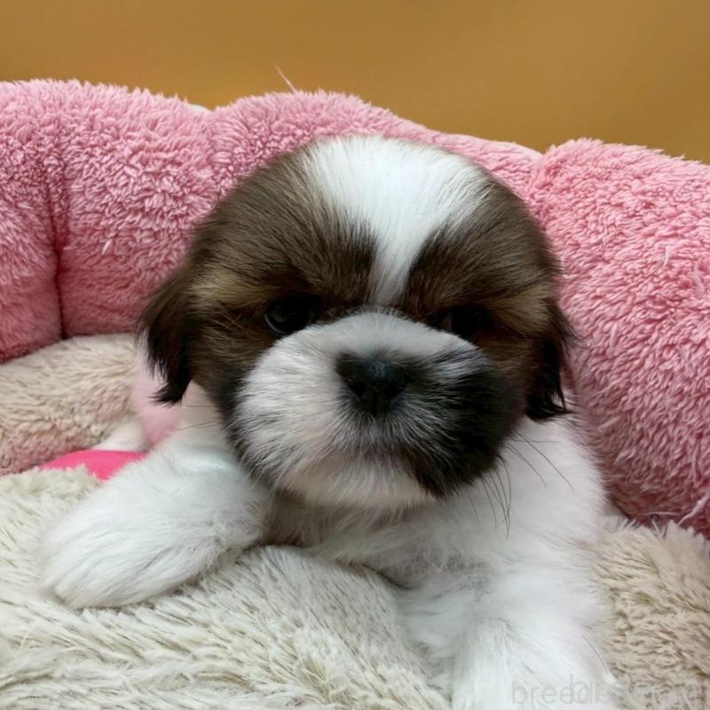 販売中の東京都のシーズー-445285の2枚目