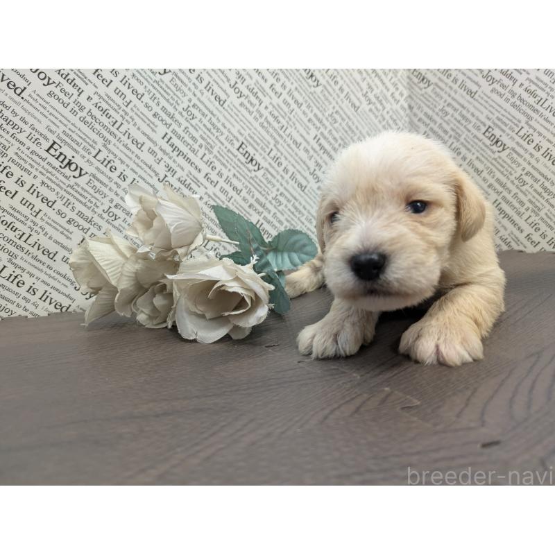 販売中の茨城県のミニチュアシュナウザー-445287の5枚目