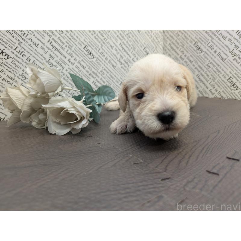 販売中の茨城県のミニチュアシュナウザー-445287の4枚目