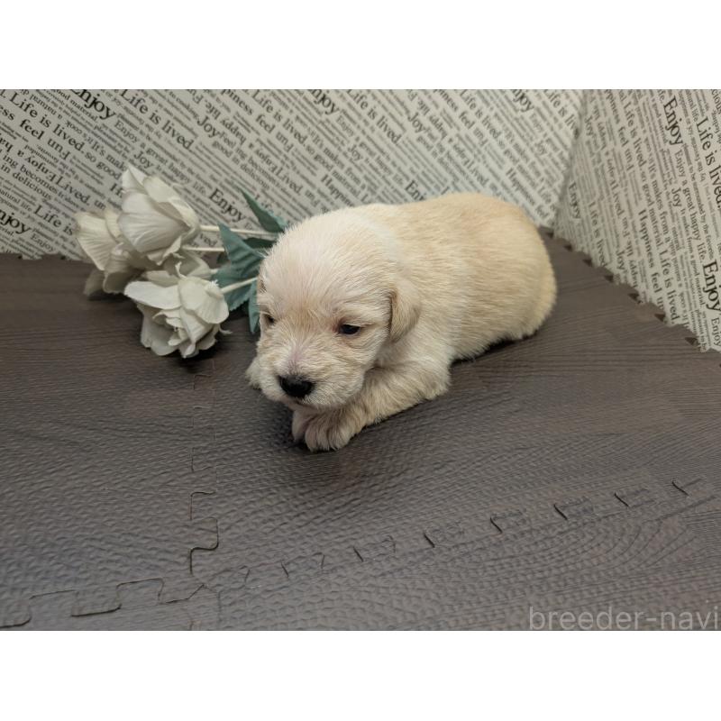 販売中の茨城県のミニチュアシュナウザー-445287の3枚目