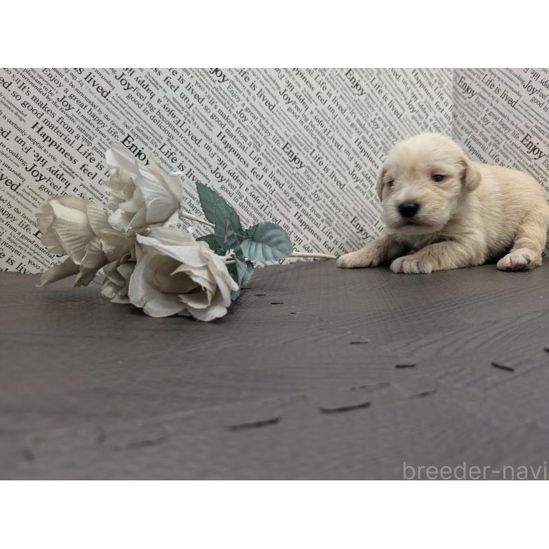 販売中の茨城県のミニチュアシュナウザー-445287の2枚目