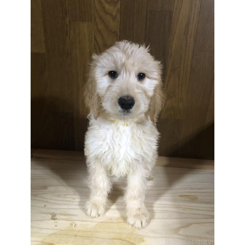 販売中の兵庫県のゴールデンドゥードル:ゴールデンレトリーバー×プードル-444211