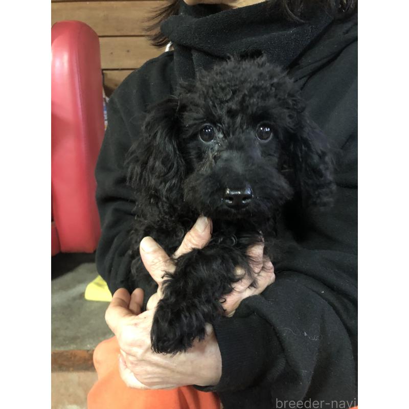 販売中の兵庫県のトイプードル-431955