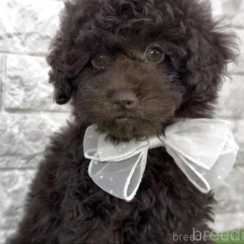 販売中の埼玉県のタイニープードル-445319の3枚目