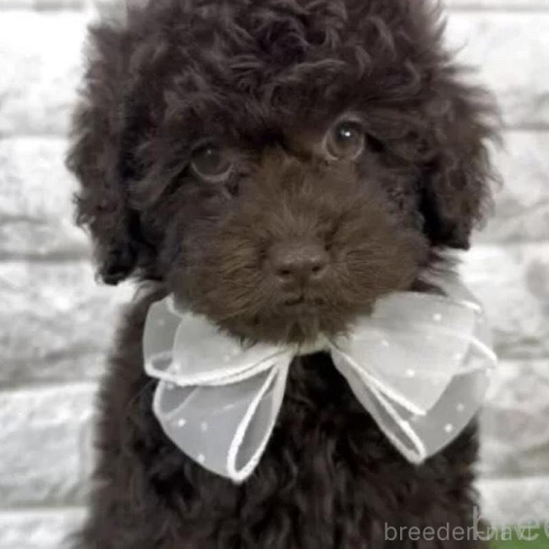 販売中の埼玉県のタイニープードル-445319の2枚目