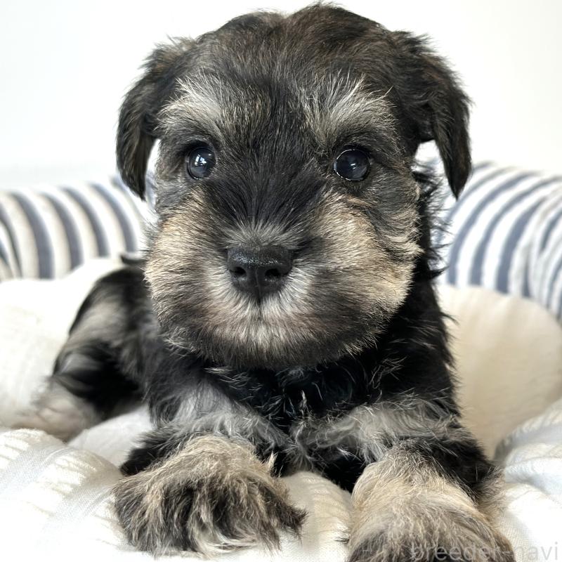 販売中の栃木県のミニチュアシュナウザー-442586