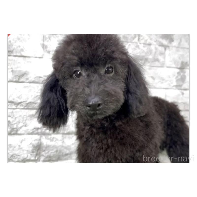 販売中の埼玉県のタイニープードル-445320の3枚目