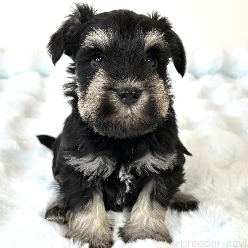 販売中の栃木県のミニチュアシュナウザー-442588