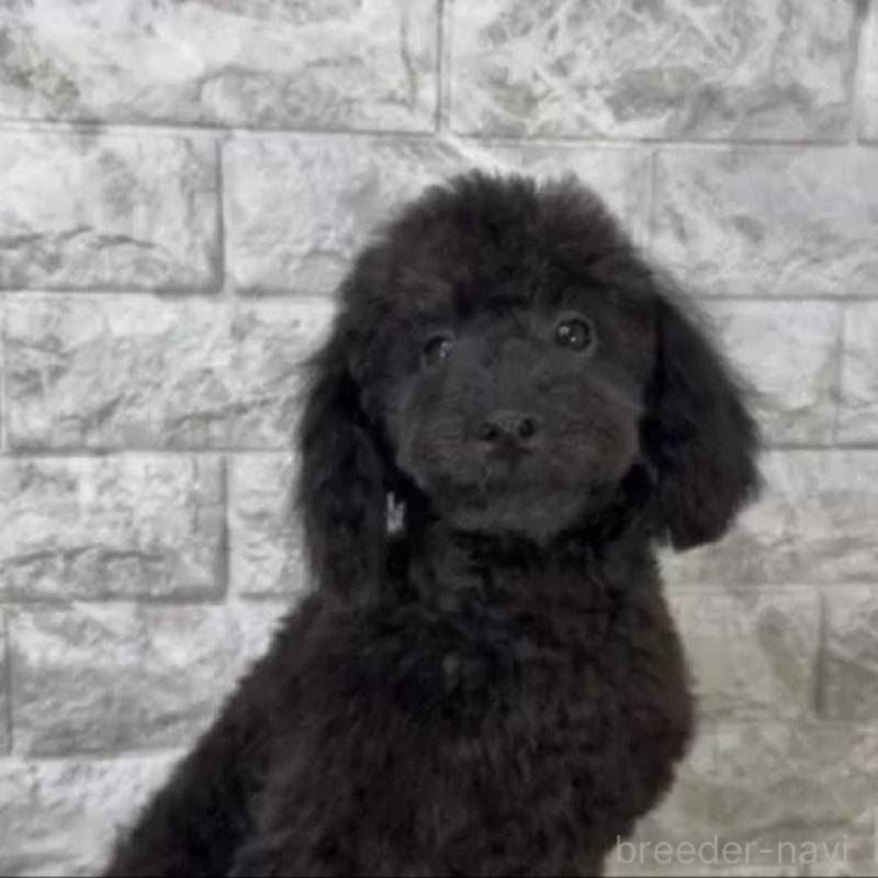 販売中の埼玉県のタイニープードル-445320の2枚目