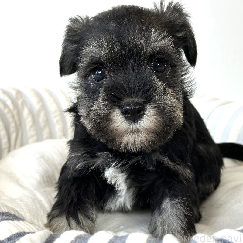 販売中の栃木県のミニチュアシュナウザー-442589