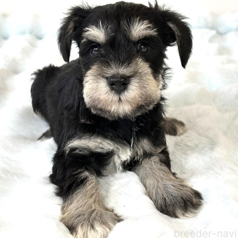 販売中ののミニチュアシュナウザー-442590