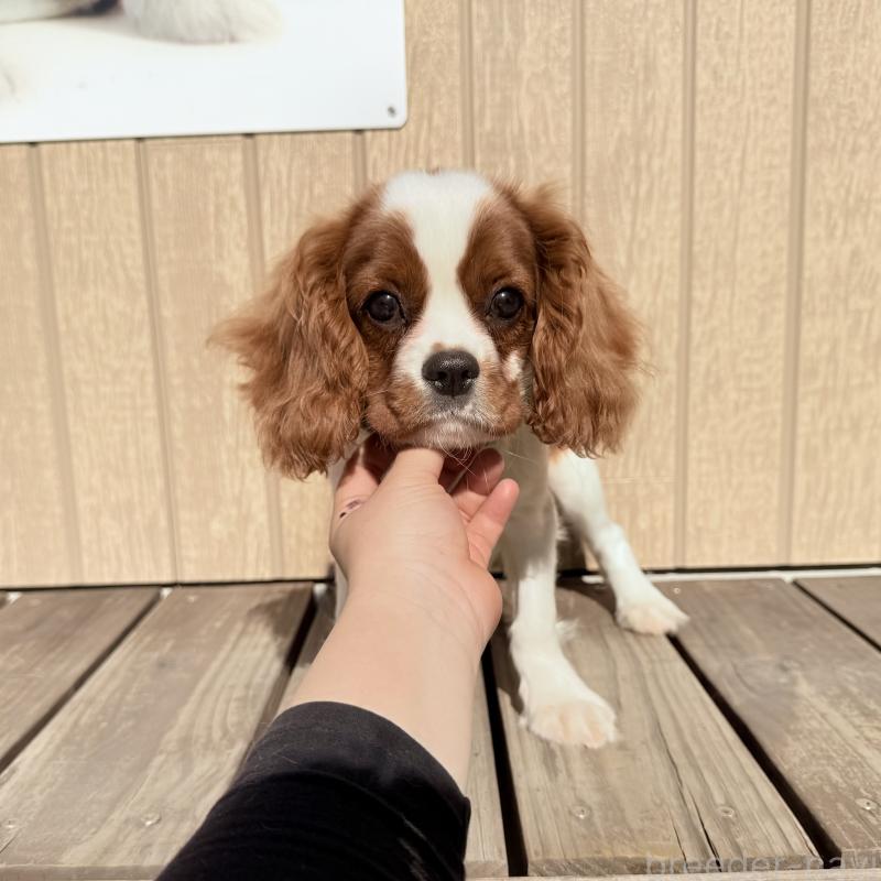 販売中の埼玉県のキャバリアキングチャールズスパニエル-423549