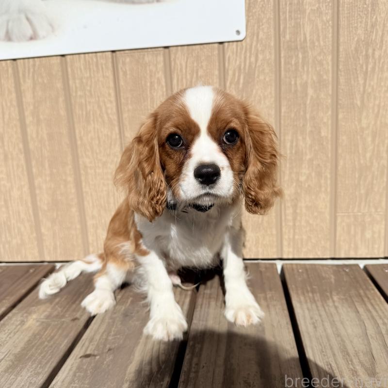 販売中の埼玉県のキャバリアキングチャールズスパニエル-423552