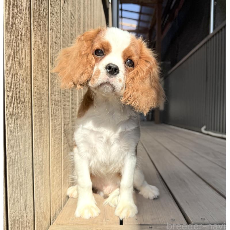 販売中の埼玉県のキャバリアキングチャールズスパニエル-421880