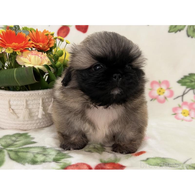 販売中の兵庫県のペキニーズ-445322の3枚目