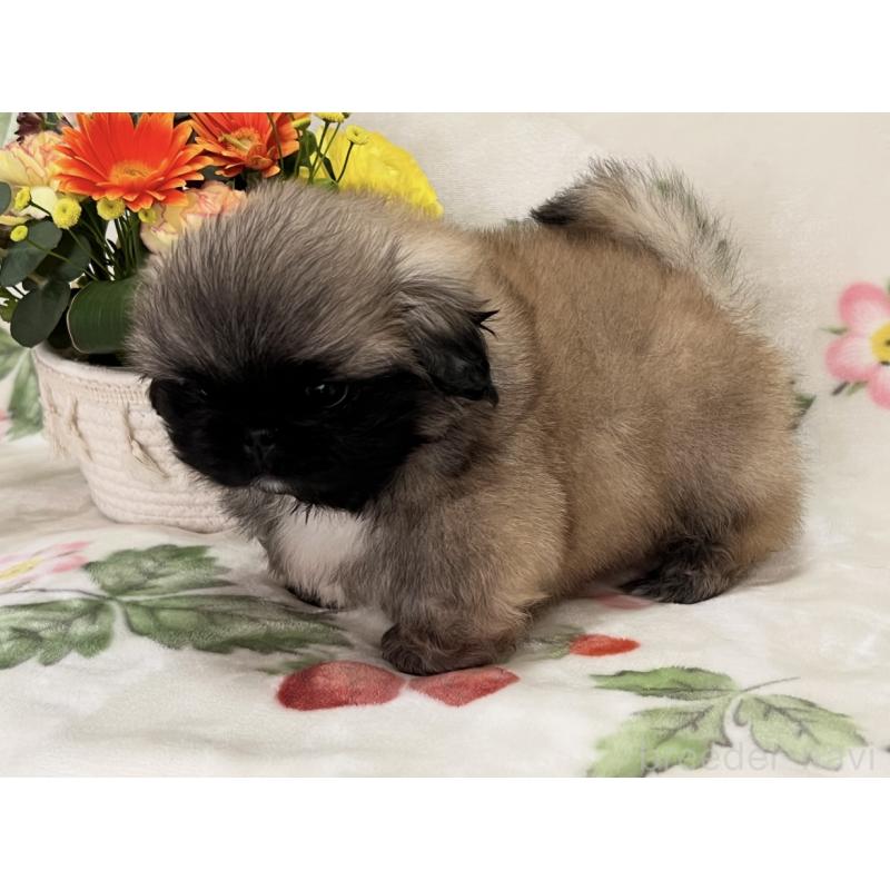 販売中の兵庫県のペキニーズ-445322の2枚目