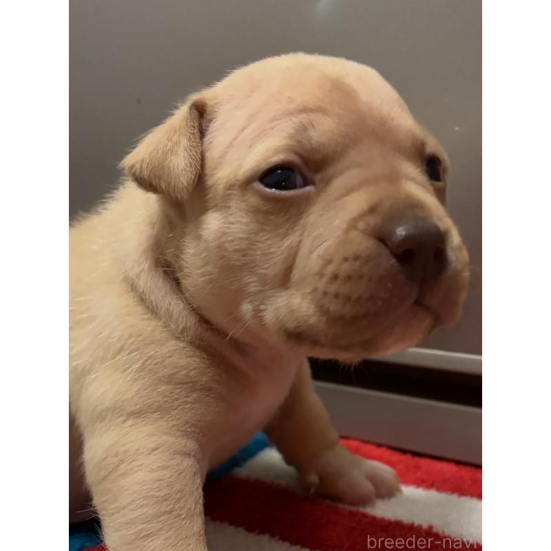 販売中の埼玉県のアメリカンピットブルテリア-445326の5枚目