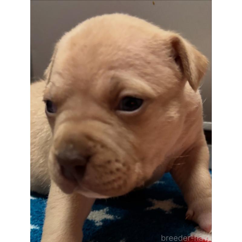 販売中の埼玉県のアメリカンピットブルテリア-445326の4枚目