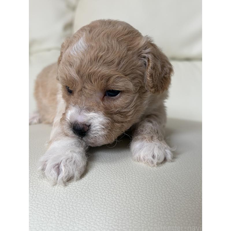 販売中の滋賀県のビションプー:ビションフリーゼ×トイプードル-445325の9枚目