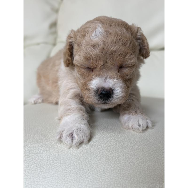 販売中の滋賀県のビションプー:ビションフリーゼ×トイプードル-445325の8枚目