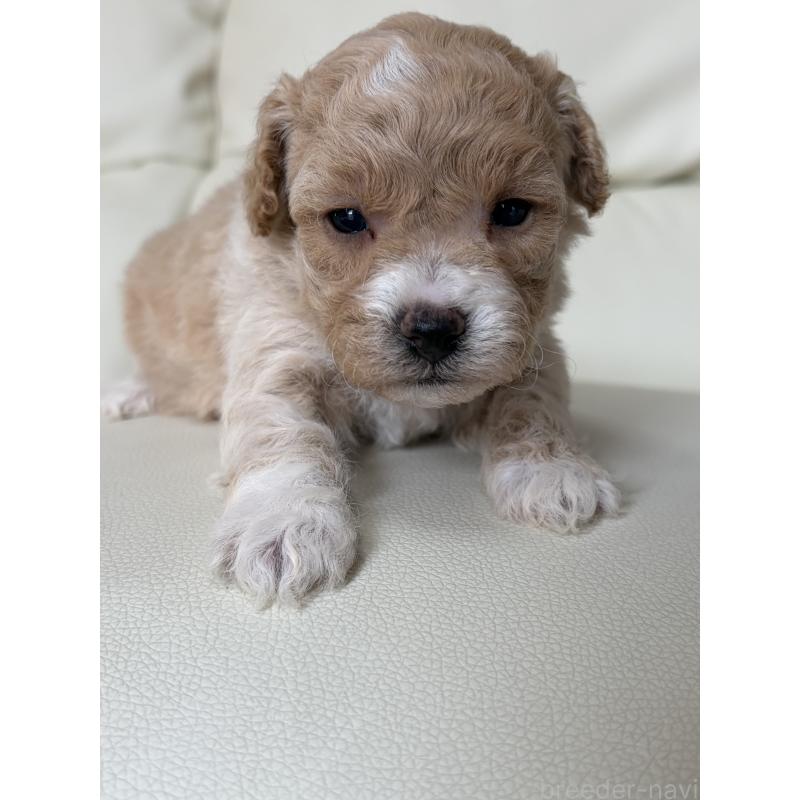 販売中の滋賀県のビションプー:ビションフリーゼ×トイプードル-445325の7枚目