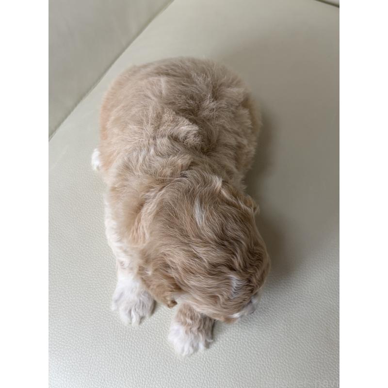 販売中の滋賀県のビションプー:ビションフリーゼ×トイプードル-445325の6枚目