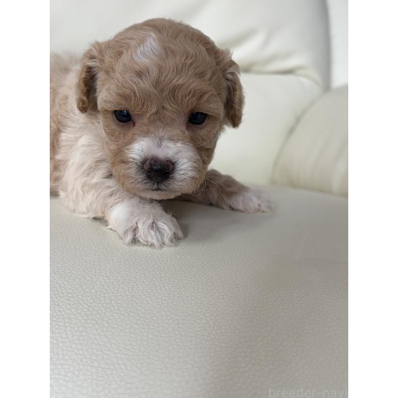 販売中の滋賀県のビションプー:ビションフリーゼ×トイプードル-445325の5枚目