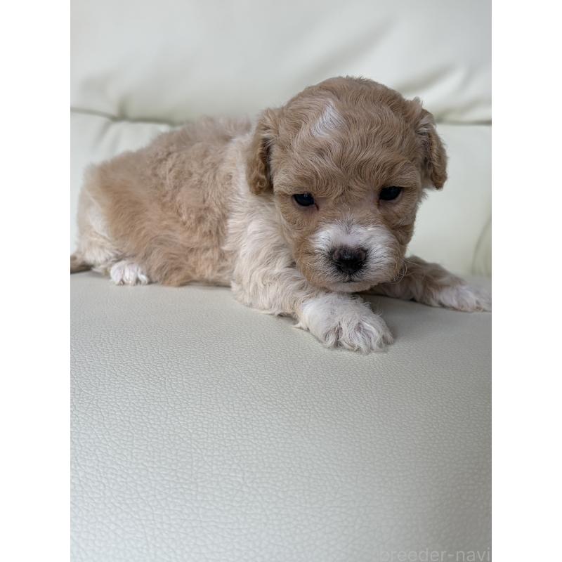 販売中の滋賀県のビションプー:ビションフリーゼ×トイプードル-445325の4枚目