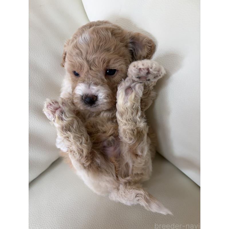 販売中の滋賀県のビションプー:ビションフリーゼ×トイプードル-445325の2枚目