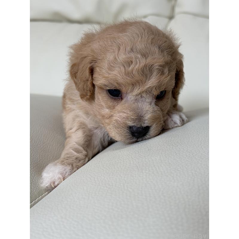 販売中の滋賀県のビションプー:ビションフリーゼ×トイプードル-445327の6枚目